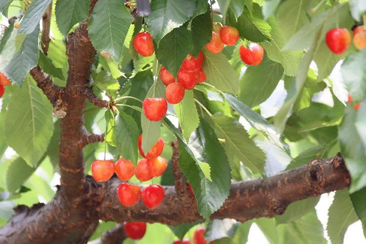 さくらんぼ狩り